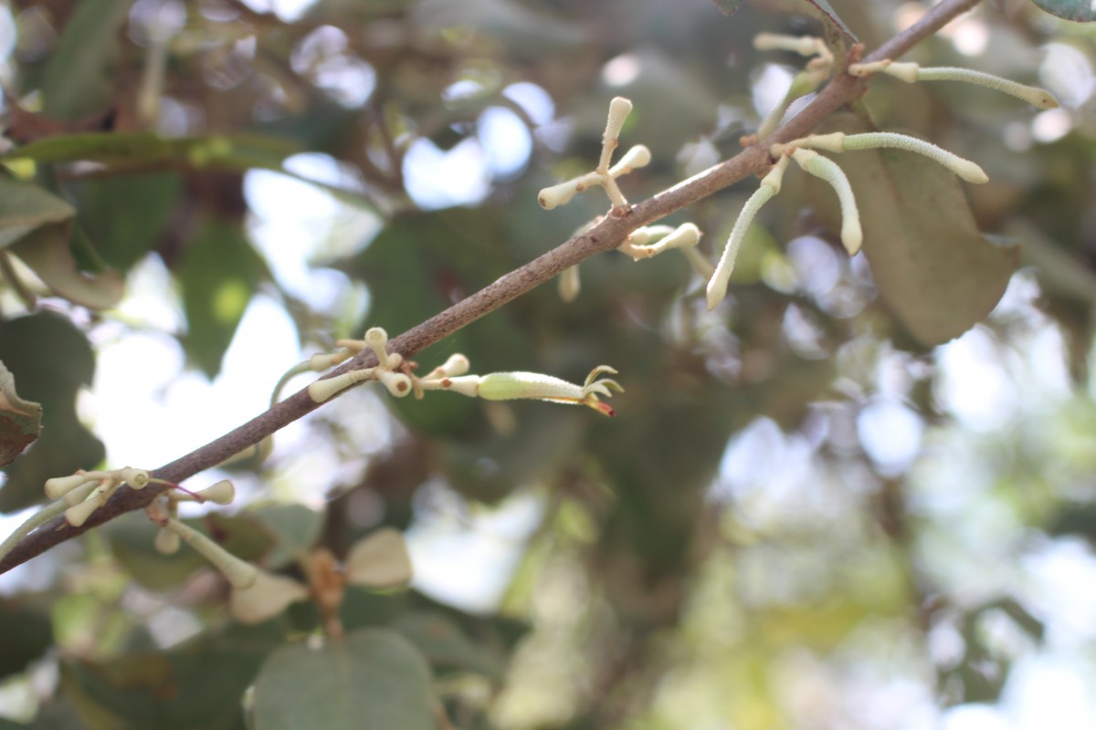 Scurrula cordifolia (Wall.) G.Don